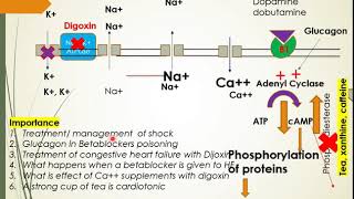 Inotropic drugs in ANS Pharmacology Part 2 [upl. by Reffinej]