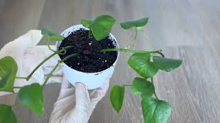 Golden Pothos  Repot [upl. by Luke412]