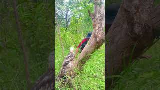 A Man See Beautiful Eagle On a Tree part 05 baesungwoo birds eagle wildlife nature forest [upl. by Crista]