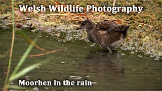 Moorhens In The Rain [upl. by Andrien]