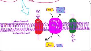 Le potentiel de repos dun neurone [upl. by Ahsikam]