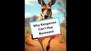 Why Kangaroos Cant Hop Backward [upl. by Lila]