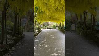 The Amazing Laburnum Arch at Bodnant Gardens North Wales ✨📌🏴󠁧󠁢󠁷󠁬󠁳󠁿 Before amp in Full Bloom 🌼 [upl. by Notfilc926]