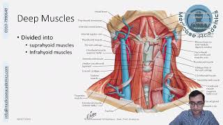 Muscles of the Neck [upl. by Esalb646]