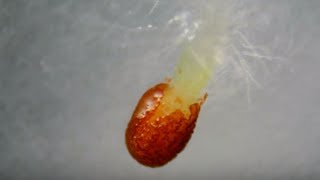 Time Lapse Microscopy of Tobacco Nicotiana tabacum Seed Germinating [upl. by Dopp957]