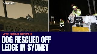 Dog Rescued Off Ledge In Sydney [upl. by Aisatana735]