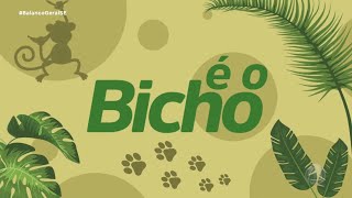 Confira os destaques do quadro “É o bicho” desta quintafeira 05 com Kitty Lima  BGM [upl. by Peacock]