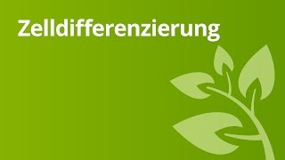 Zelldifferenzierung – Organisationsebenen von Tier und Pflanzenzellen  Biologie [upl. by Emery]