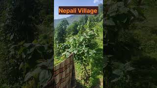 Nepali Village Lifestyle  Panchase Darpan [upl. by Akirdna]