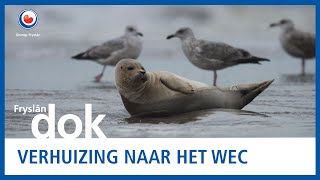 Zeehonden van Pieterburen krijgen een nieuwe plek  FRYSLAN DOK [upl. by Coster]