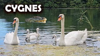 Famille de Cygnes 🦢 sur le Lac  Apprentissage des Cygneaux [upl. by Findlay]