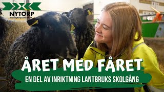 Året med fåret  Naturbruksprogrammet lantbruk på Nytorp [upl. by Gisella]