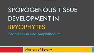 Endothecium amp Amphithecium  Sporogenous Tissue Development [upl. by Gnak]