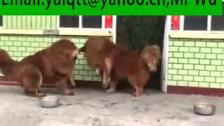 Tibetan Mastiff breeding Tibetan Mastiff fight [upl. by Aremahs]