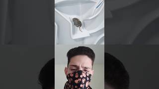 Las ratas pueden entrar por tu inodoro 🚽😱 shorts parati viral short [upl. by Gnilyarg513]