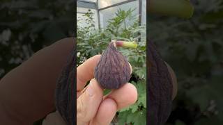 Verdal Negra fig farm fruit garden gardening love nature sun world texas figs [upl. by Yvi]