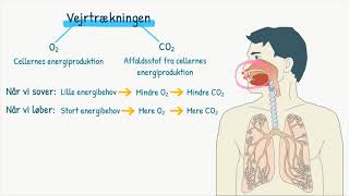 Respirationssystemet Regulering af vejrtrækningen [upl. by Nasia]