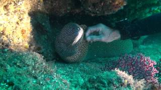 Scuba Diver handling Moray Eel it enjoys it [upl. by Zerla]