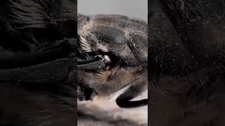 ABW Shorts  House Fly amp Hogna Wolf Spider Live Feeding High Definition [upl. by Ynej]