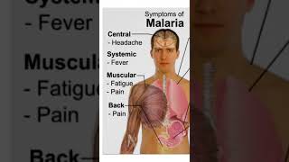 Malaria 🦟malaria [upl. by Koch]