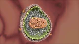 Quest ce quun porteur de staphylococcus aureus résistant à la méthicilline [upl. by Elockin]