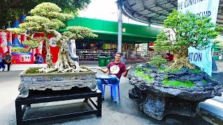 Bonsai Exhibition Vietnam 15th ASPAC  Asia Pacific Bonsai And Suiseki Bonsai Exhibition Part 2 [upl. by Desdee]