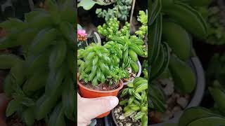 Otra variedad de peperomia nivalis diminuta suculentas quesadillas plants [upl. by Eiramlehcar263]