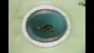 Levitating a frog with a super powerful magnetic field [upl. by Minette]