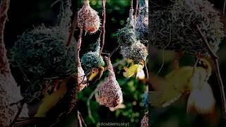 Weaver birds are natures engineers 🐦 shorts [upl. by Madoc]