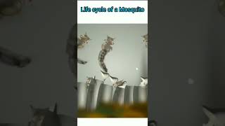 Life cycle of mosquito 🦟 😪 shots sciencefacts biology shortsfeed scienceexperiment [upl. by Enyawad948]