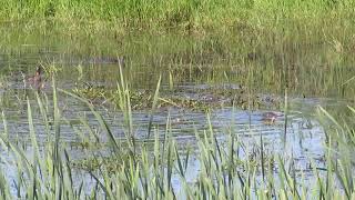 Hooded Merganser Chicks [upl. by Zales]