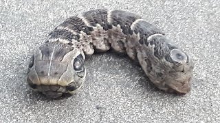 Woman Finds Strange Caterpillar In Garden [upl. by Blum]