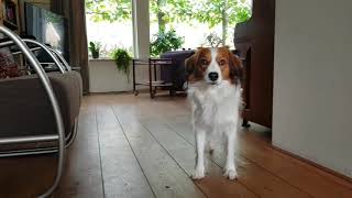 Kooikerhondje Nilsson en Poekie met zijn nieuwe Trixie Memory Trainer [upl. by Thirza321]