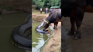 This video is absolutely beyond belief the buffalo actually ate half a python youtubeshorts [upl. by Ailev]