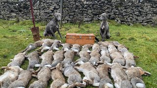 Rabbiting With Whippets [upl. by Bettine778]