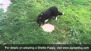 TriColor Female Sheltie [upl. by Netnert]