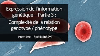 Cours Spé SVT 1eres  Expression de linformation génétique 3  Relation génotype  phénotype [upl. by Aiym]