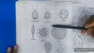 CHLOROPHYCEAE characters and VolvoxBSC 1ST YEAR [upl. by Frans]