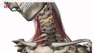 Columna Cervical Biomecanica  Artrocinematica [upl. by Ennoira]