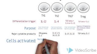 th1 th2 th17 in normal immunity and in IBD [upl. by Chita]