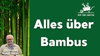 Bambus im Garten  unsere Tipps [upl. by Katha]