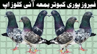 Feroz Puri Pigeons With Eye Close Up [upl. by Babb]