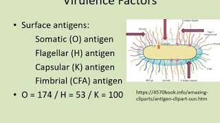 Enterobacteriaceae amp E coli  Lecture Dr Sanjay Mehta [upl. by Eillak]