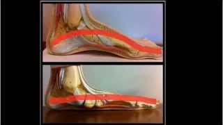 Why You Should Strengthen Your Arch of the foot [upl. by Rudolph]