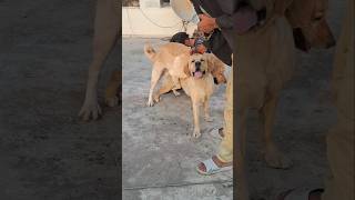 5 Fun Facts About Dogs You Probably Didnt 😍 shorts pitbullfacts top5dog viralvideo labrador [upl. by Neellek]