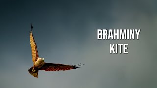 Brahminy Kite [upl. by Nivi464]