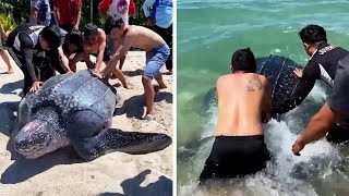 Team Effort Stranded Giant Turtle Rescued From Beach [upl. by Raine]