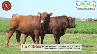 LA GLICINA  2 TOROS PC  RP 921  960 [upl. by Naitsirk]