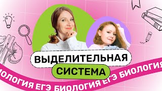 Выделительная система [upl. by Fleda]