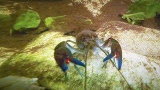 Common Yabby Crayfish Crawfish Yabby Farming Yabbying Australia  Short Documentary [upl. by Casar]